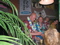 ZENZATIE_TROPICAL_06_05_20011