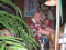 ZENZATIE_TROPICAL_06_05_20012